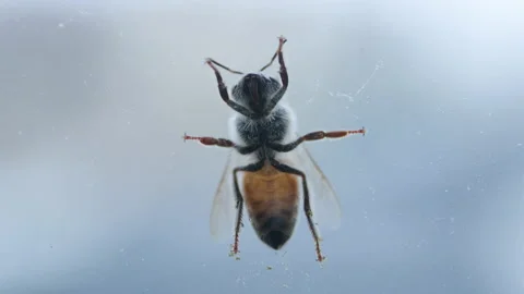 Macro Bottom View of a Bee On a Window in Front of the Sky Stock Footage 155863927