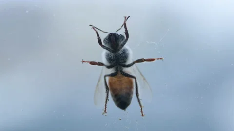 Macro Bottom View of a Bee On a Window in Front of the Sky Stock Footage 155864195