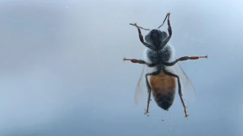 Macro Bottom View of a Bee On a Window in Front of the Sky Stock Footage 155864886
