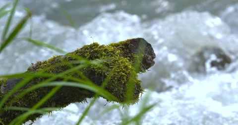 Macro - A branch with moss Stock Footage 340520867
