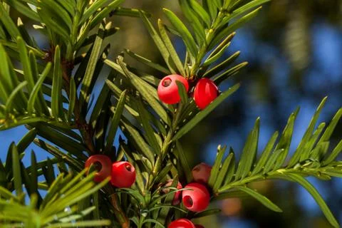 Macro of branch of red yew tree with berries with blue sky background Stock Photos
