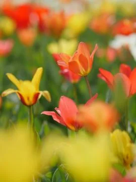 Macro of bright flowers Stock Photos