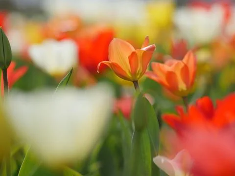 Macro of bright flowers Stock Photos