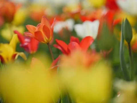 Macro of bright flowers Stock Photos