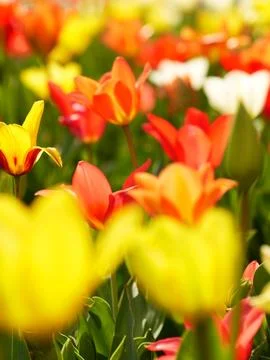 Macro of bright flowers Stock Photos