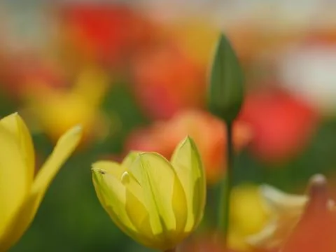 Macro of bright flowers Stock Photos