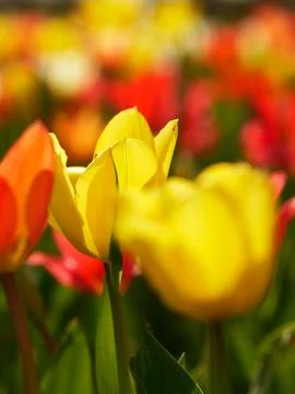 Macro of bright flowers Stock Photos