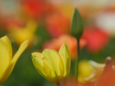 Macro of bright flowers Stock Photos