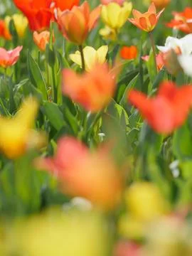 Macro of bright flowers Stock Photos