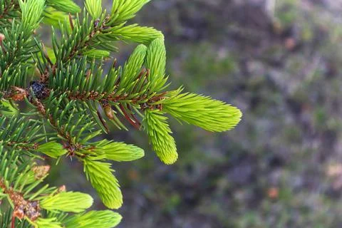 Macro of the bright green spruce tree tips with new growth Stock Photos