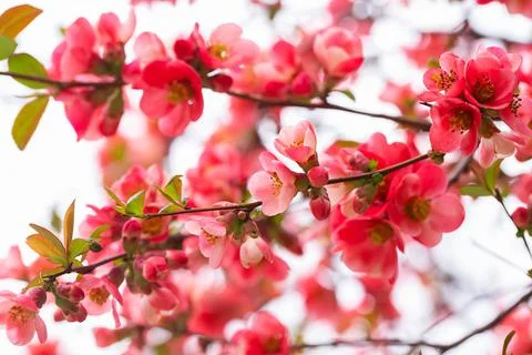 Macro of bright red spring flowering Japanese quince or Chaenomeles japonica  Stock Photos