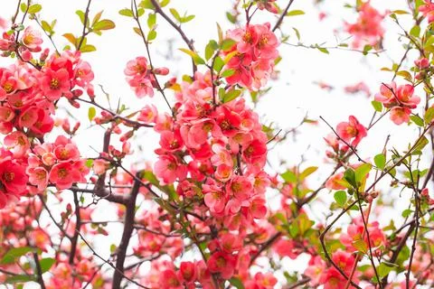 Macro of bright red spring flowering Japanese quince or Chaenomeles japonica  Stock Photos