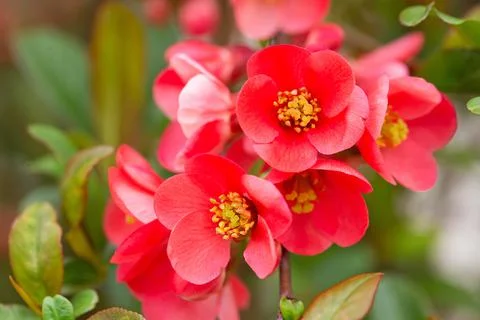 Macro of bright red spring flowering Japanese quince or Chaenomeles japonica  Stock Photos