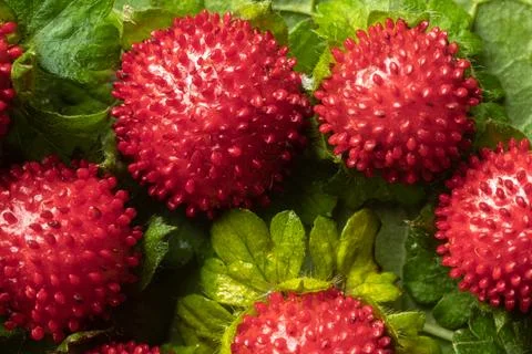 Macro bright summer background - red duchesnea berries, top view. Medicinal Stock Photos