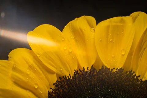 Macro of a bright sunflower Stock Photos