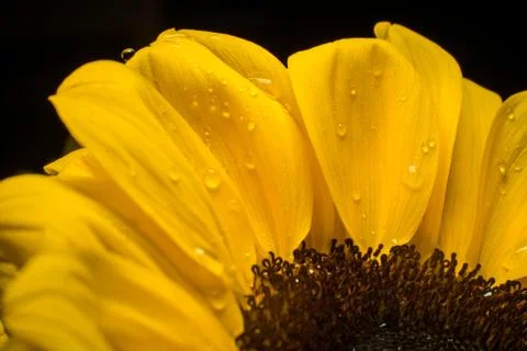 Macro of a bright sunflower Stock Photos