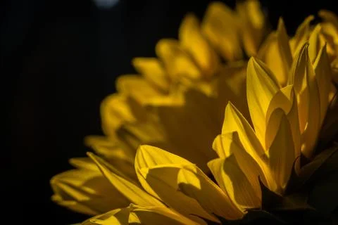 Macro of a bright sunflower Stock Photos