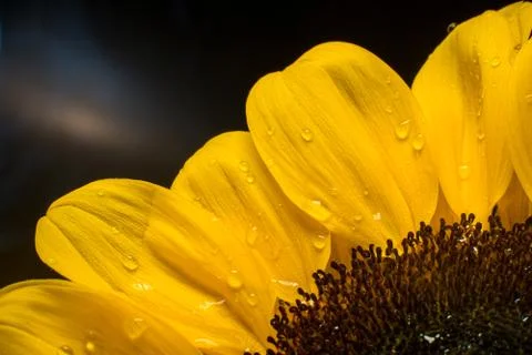 Macro of a bright sunflower Stock Photos