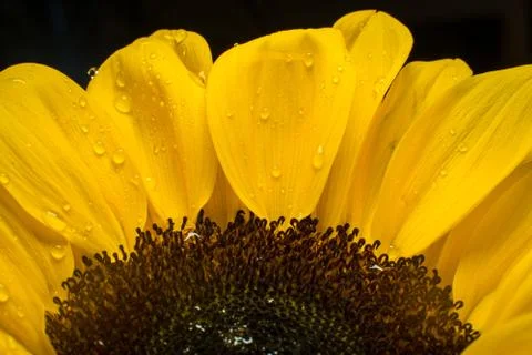 Macro of a bright sunflower Stock Photos