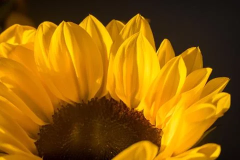 Macro of a bright sunflower Stock Photos