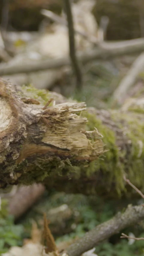Macro Of Broken Tree Branch With Green Moss In Forest Stock Footage 332949601