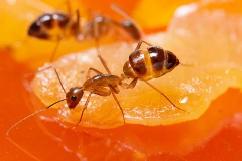 Macro brown ant Stock Photos