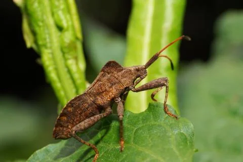 Macro brown bug Anoplocerus elevates Foto stock