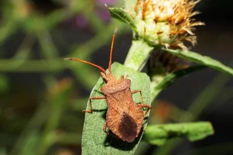 Macro of a brown bug bug bug Dolycoris baccarum on a green leaf Fotos Stock