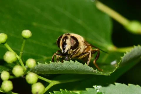 Macro of brown flower fly Eristalis tenax on linden tree 写真素材
