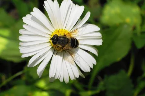 Macro brown hoverfly on white flower Stock Photos