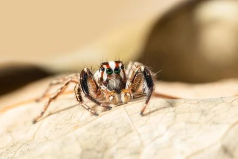 Macro brown jumping spider backdrop on dry leaves Stock Photos