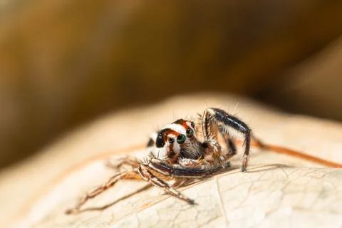 Macro brown jumping spider backdrop on dry leaves Stock Photos