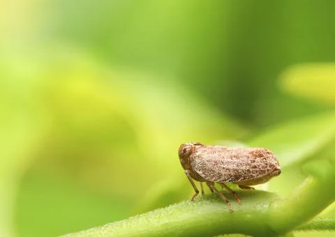 Macro of the Brown planthopper on green leaf in the garden.  Nilaparvata luge Stockfoto's