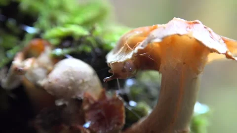 Macro brown slug feeding on orange fungus mushroom in damp wet forest floor Stock Footage 339558433