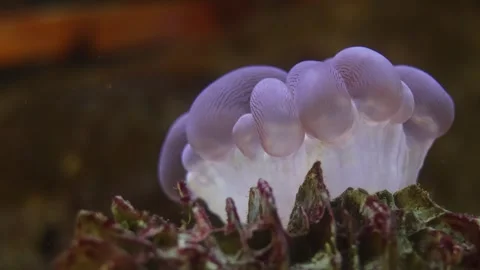 Macro bubble coral polyps swaying underwater in tropical aquarium Stock Footage 336663951