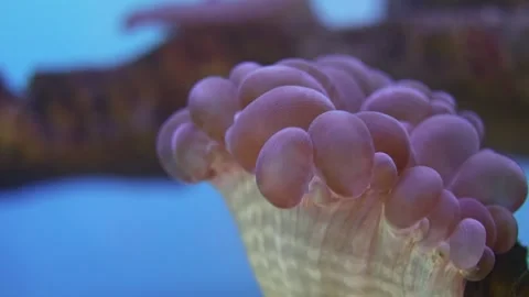 Macro bubble coral polyps swaying underwater in tropical aquarium Stock Footage 336664300