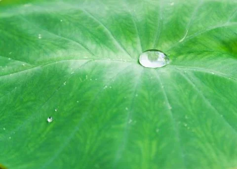 Macro bubble on green leaf Stock Photos