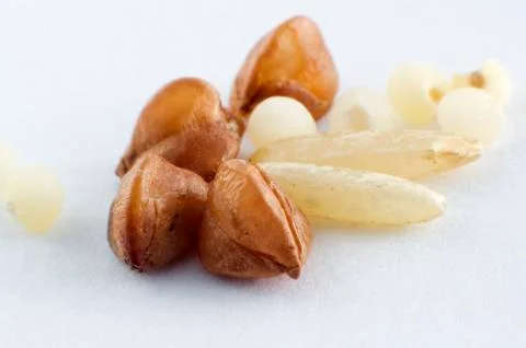 Macro buckwheat Stock Photos