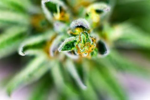 Macro bud Stock Photos