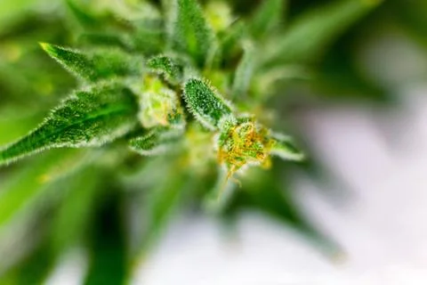 Macro bud Stock Photos