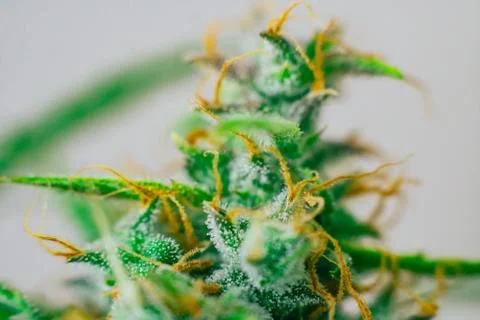 Macro buds of marijuana cbd thc. Concepts of legalizing medicinal herbs weed, 库存照片