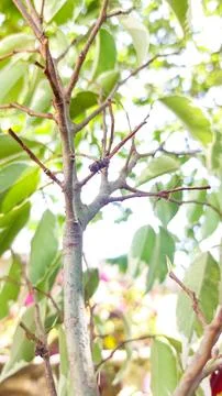 Macro of Bug and Fresh Green Leaves on Branch. Stock Photos