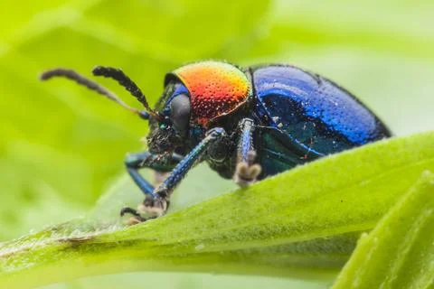 Macro bug Colorful on green leaf Fotos Stock