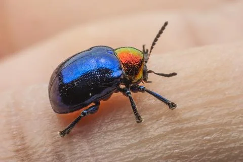 Macro bug Colorful On hand . Fotos Stock