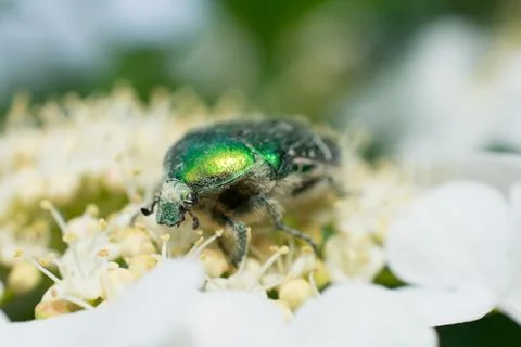 Macro of a bug on a flower Stock Photos