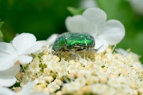 Macro of a bug on a flower Stock Photos