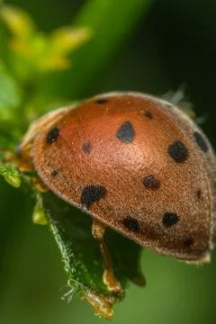 Macro of bug insect (Ladybug) on leaf in nature Foto stock