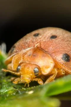 Macro of bug insect (Ladybug) on leaf in nature Foto stock