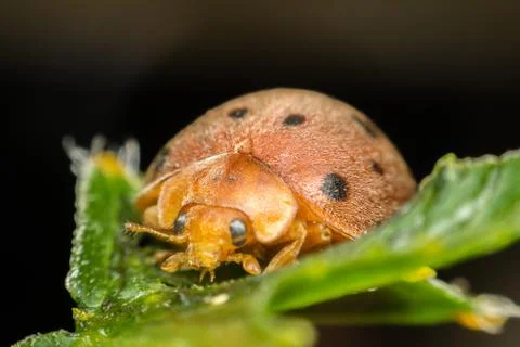 Macro of bug insect (Ladybug) on leaf in nature 写真素材