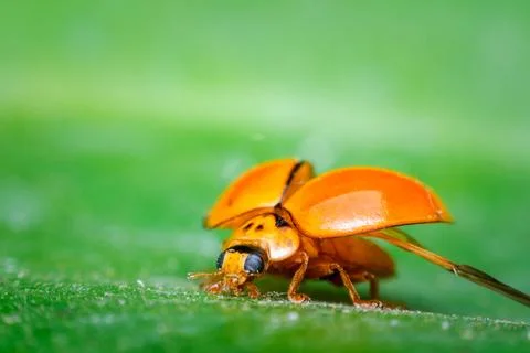Macro of bug insect (Ladybug) on leaf in nature Stock Photos